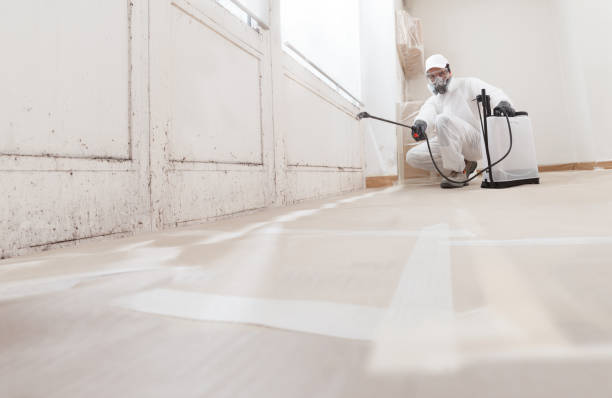Black mold remediation team in Warrington